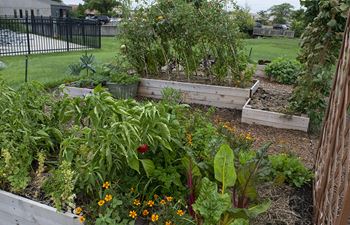 Community garden